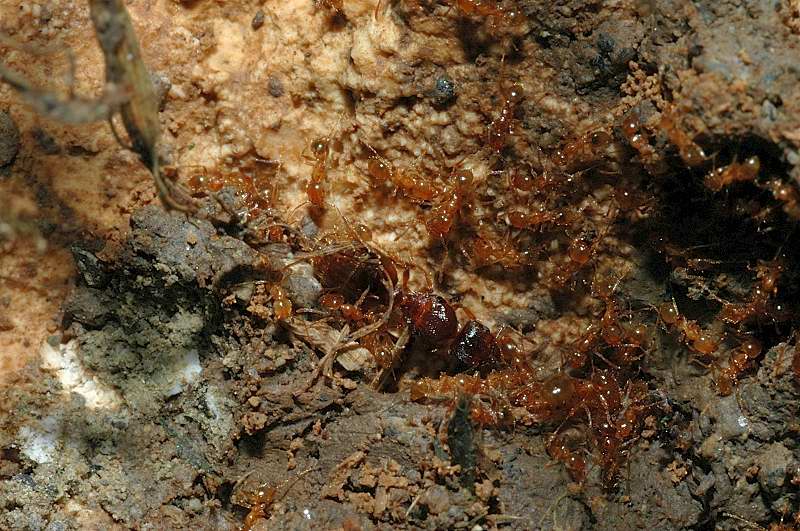 Altre formiche con regina? Pheidole pallidula