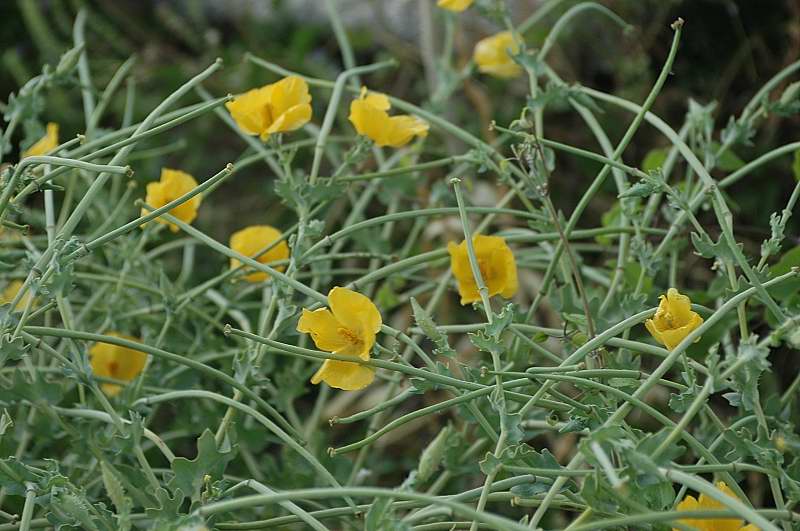 Glaucium flavum / Papavero cornuto