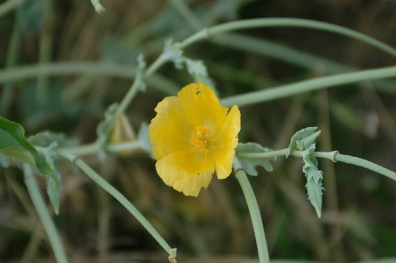 Glaucium flavum / Papavero cornuto