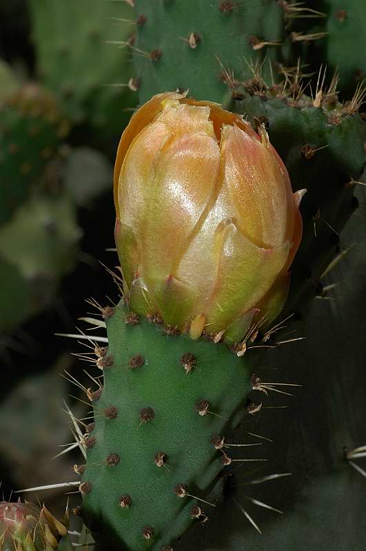 Opuntia ficus-indica / Fico d ''India