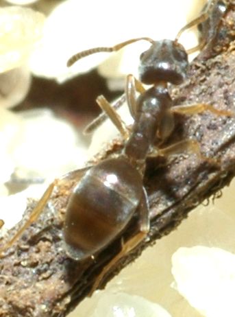 Altre formiche
