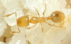 Solenopsis fugax