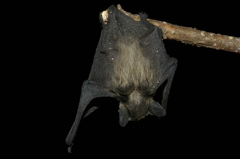 Pipistrellus cfr. pipistrellus vel pygmaeus