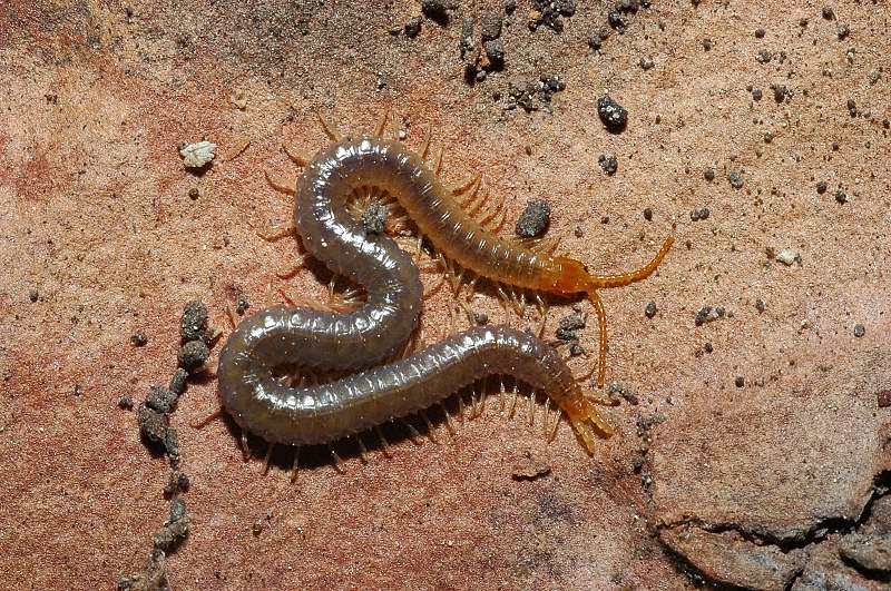 Scolopendra genus e Geophilomorpho