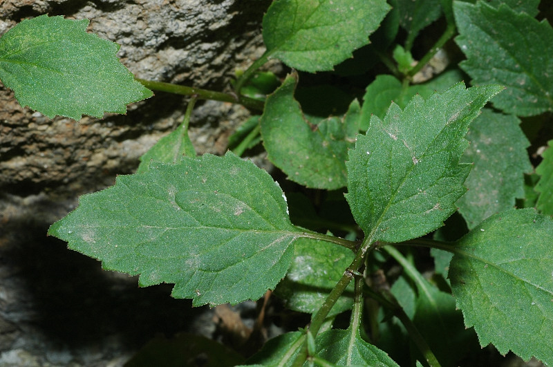 Trachelium caeruleum / Trachelio coltivato