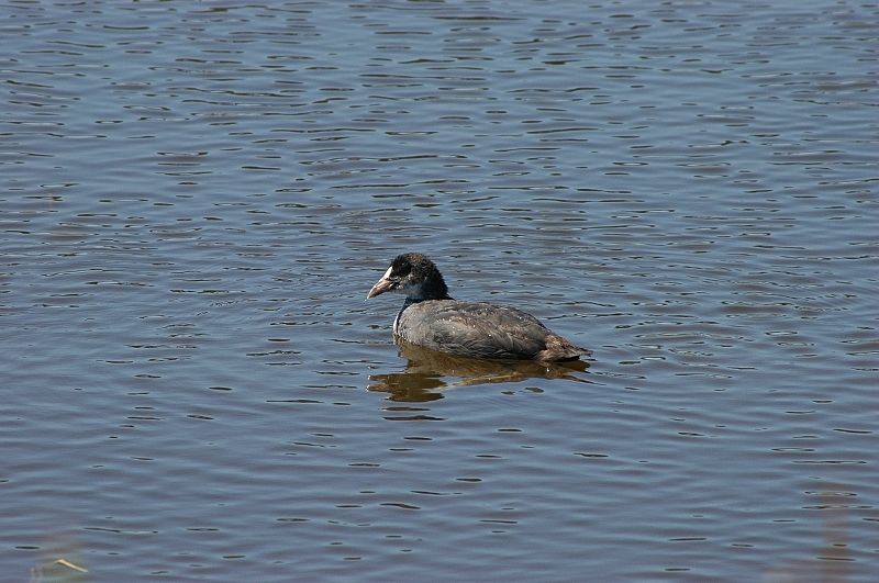 Giovane di Gallinella d'' acqua e di Folaga