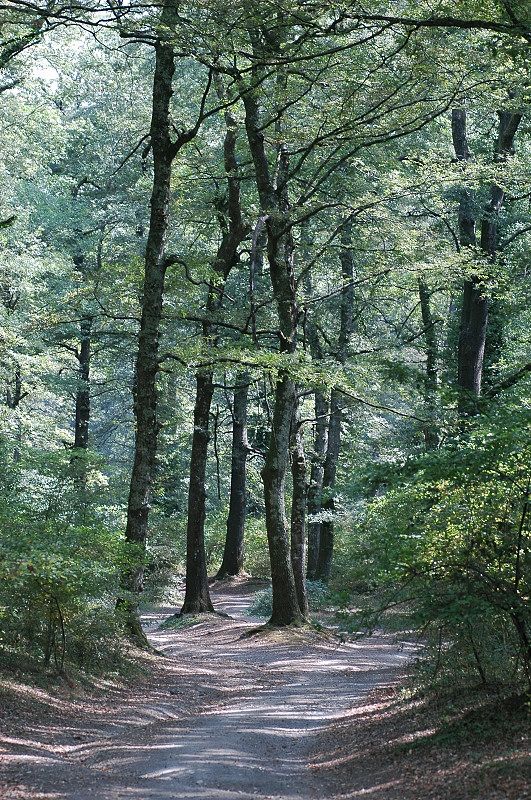 Una giornata nel bosco di Manziana