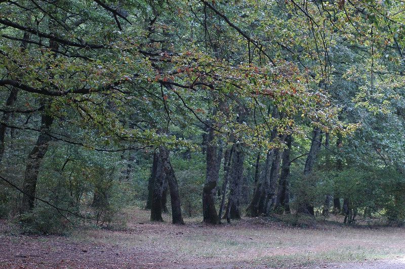 Una giornata nel bosco di Manziana