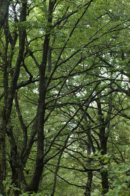 Una giornata nel bosco di Manziana