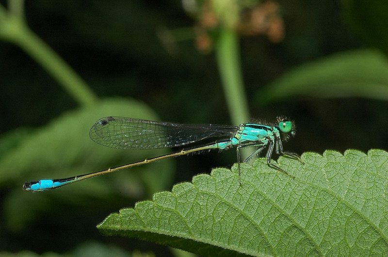 Ischnura elegans