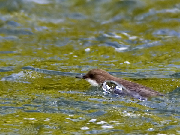 Merlo acquaiolo