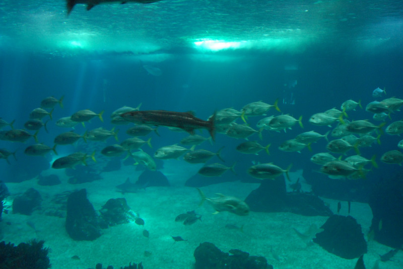 Portogallo- Oceanarium