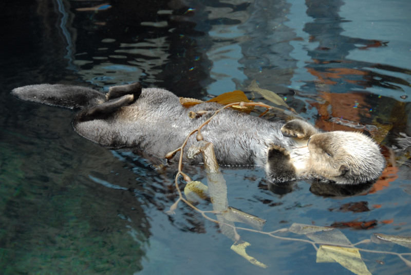 Portogallo- Oceanarium