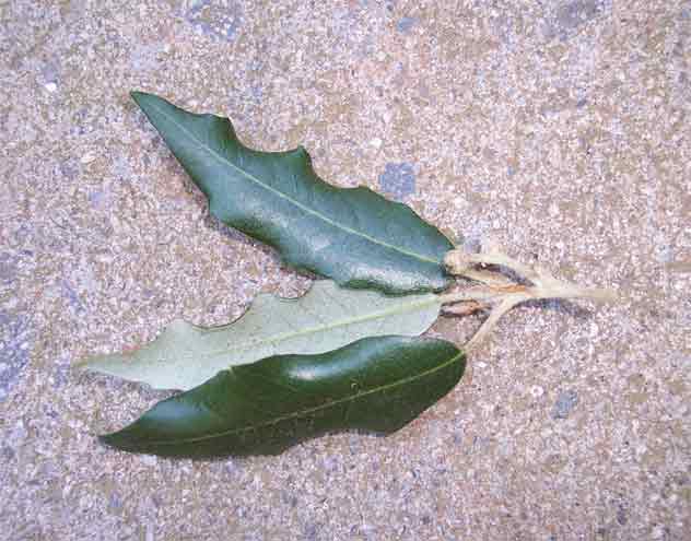 Quercus ilex