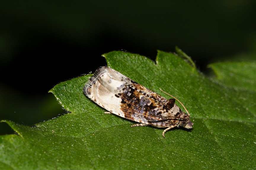 Hedya nubiferana