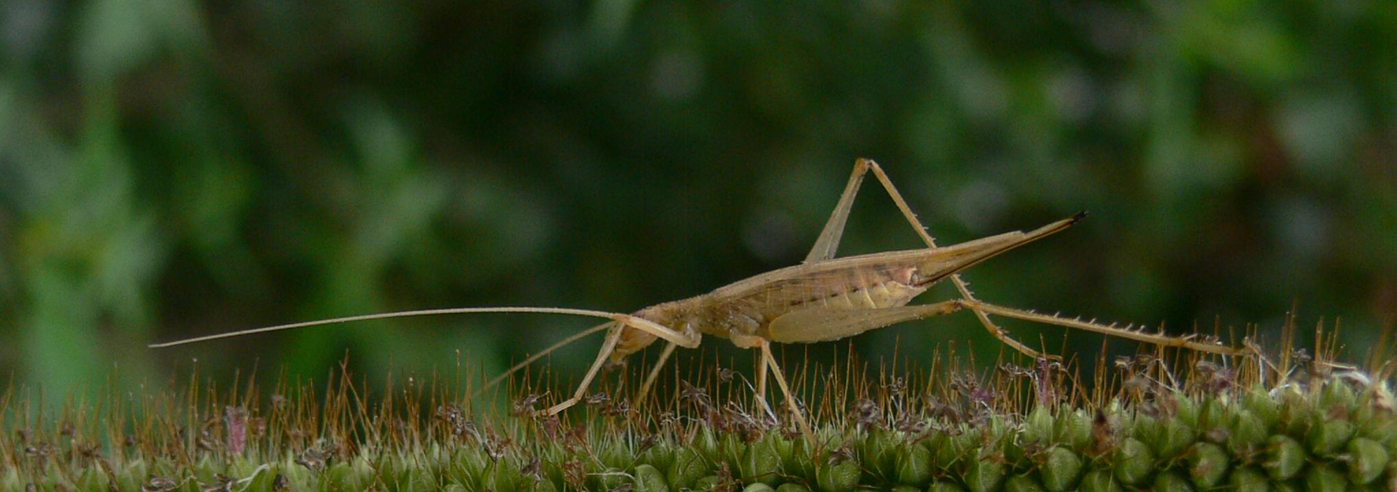 Oecanthus pellucens