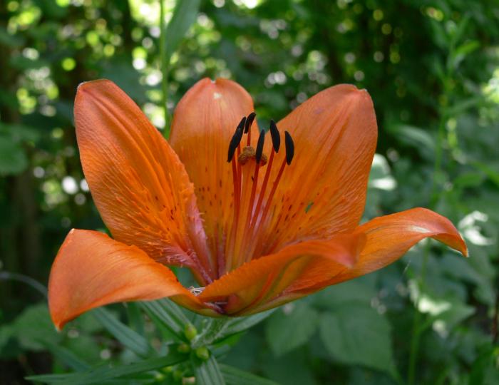 Lilium bulbiferum  subsp. bulbiferum / Giglio rosso