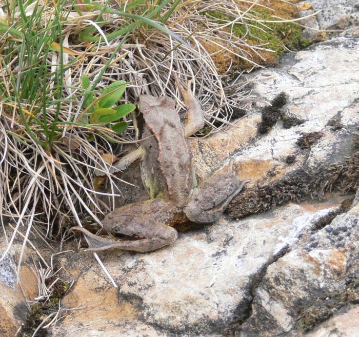 Rana temporaria a 2000m.