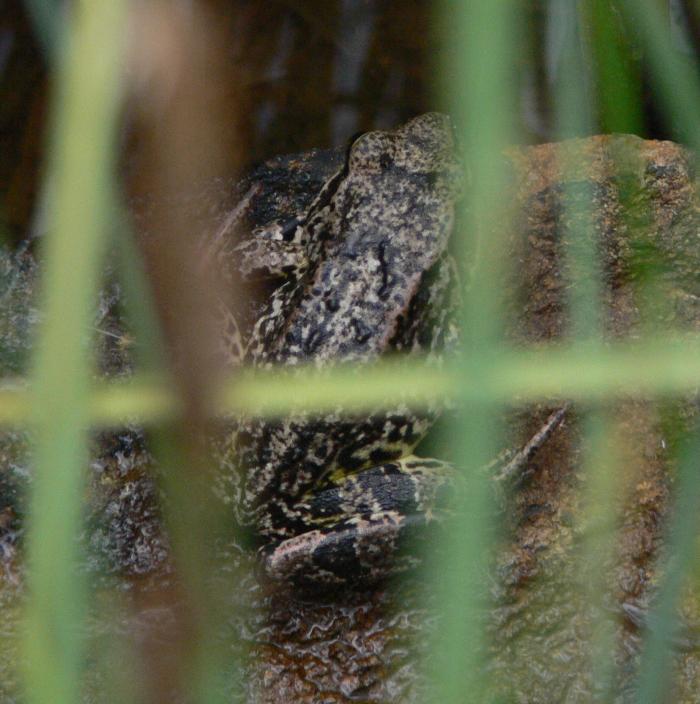 Rana temporaria a 2000m.