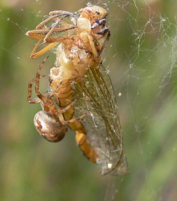 ragno e ex-libellula (Larinioides?)