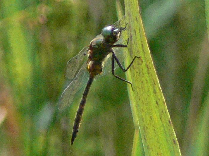 Somatochlora metallica M?