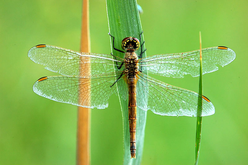 Sympetrum depressiusculum