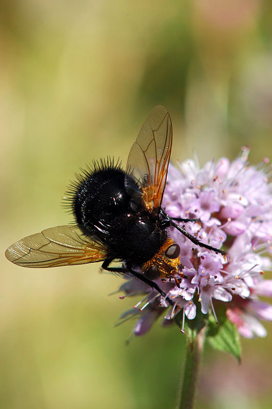 Tachina grossa