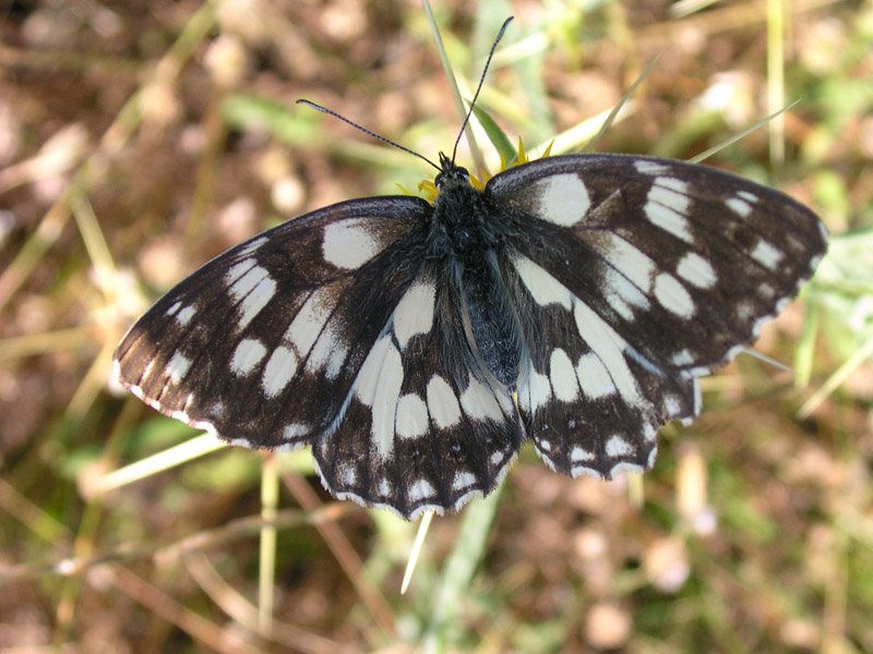 Melanargia galathea