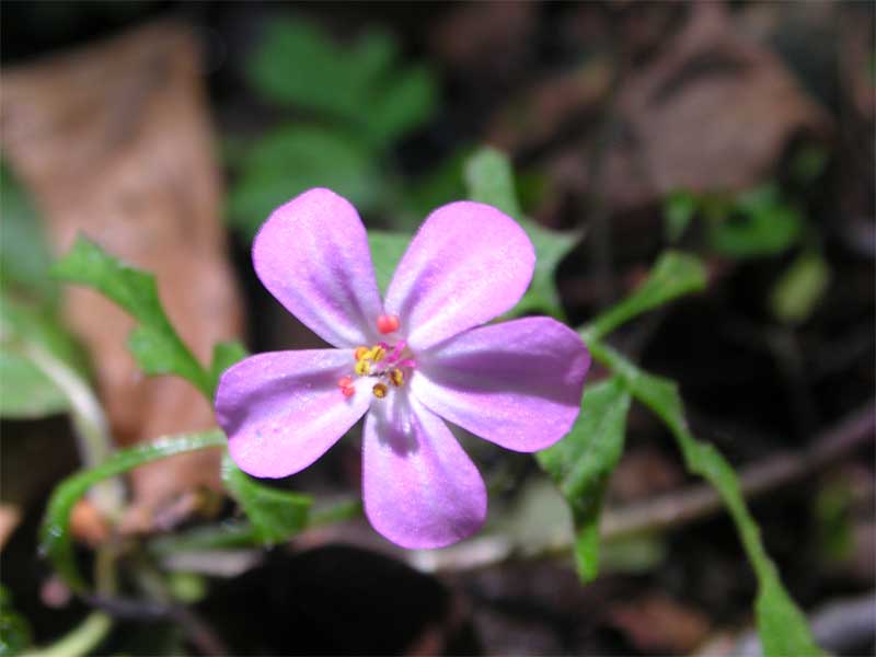 fiorellino fucsia - Geranium robertianum