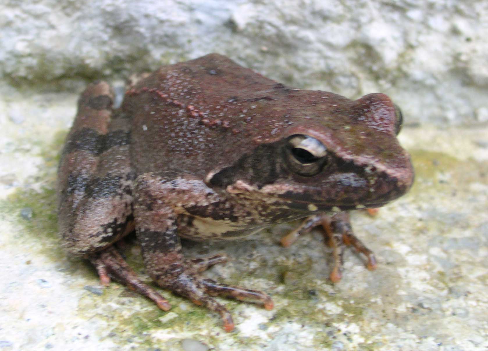 Rana italica