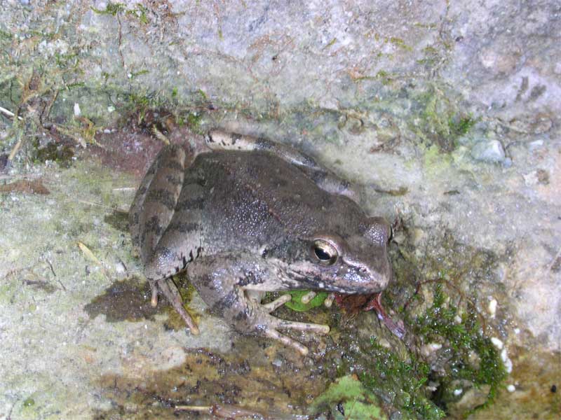 Rana italica