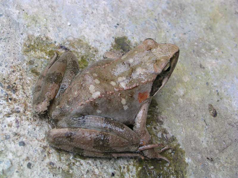 Rana italica