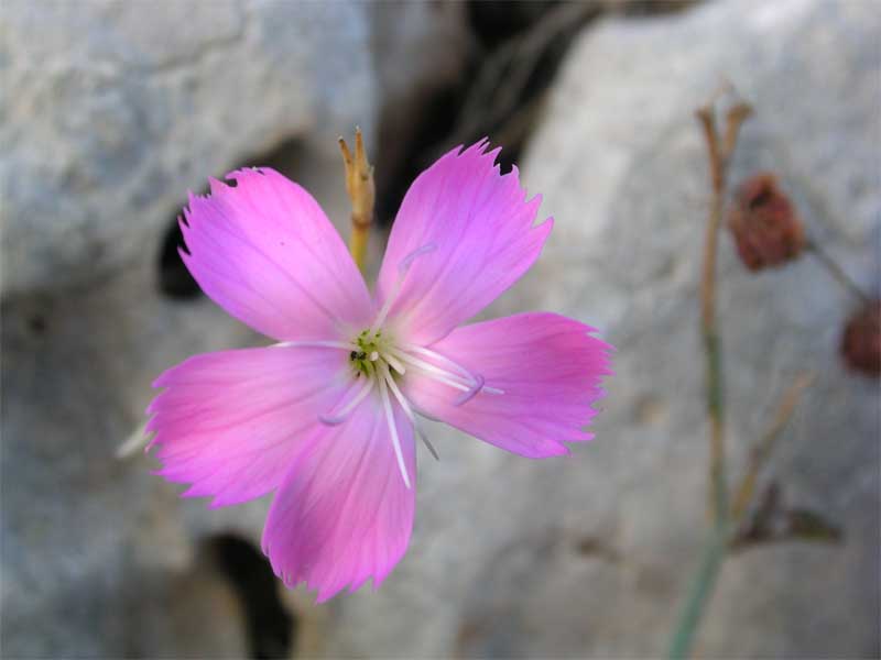 Dianthus sylvestris / Garofano selvatico