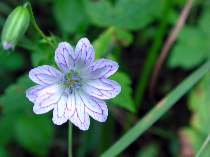 Geranium versicolor / Geranio striato