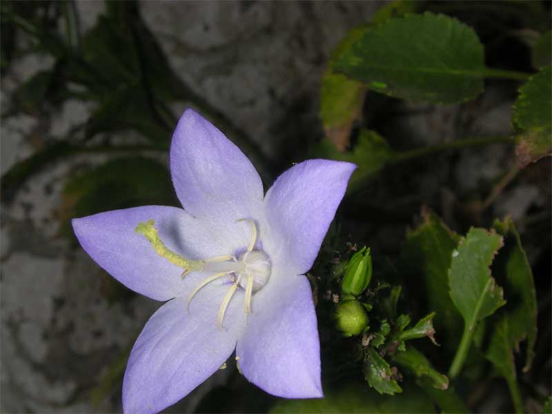 Campanula versicolor / Campanula pugliese.