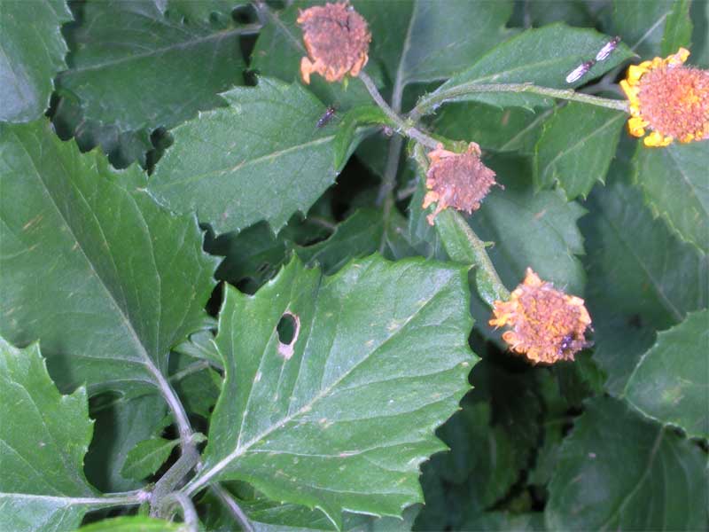 Jacobaea alpina subsp. samnitum (=Senecio samniticus) / Senecione del Sannio