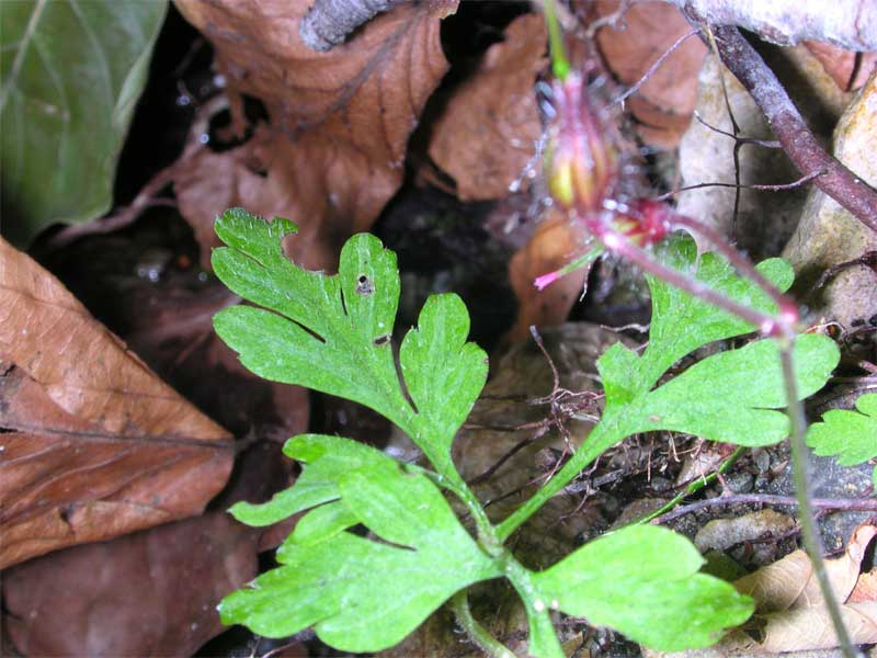 fiorellino fucsia - Geranium robertianum