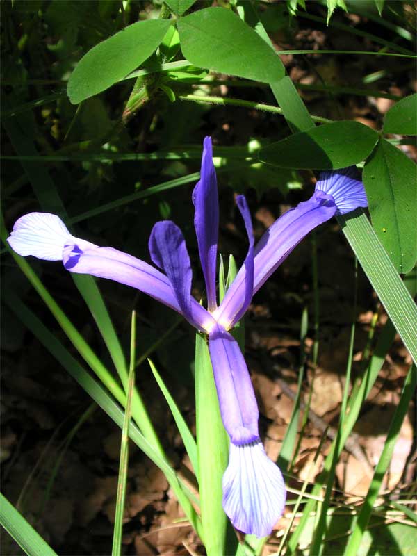 Iris lorea (=collina) / Giaggiolo meridionale