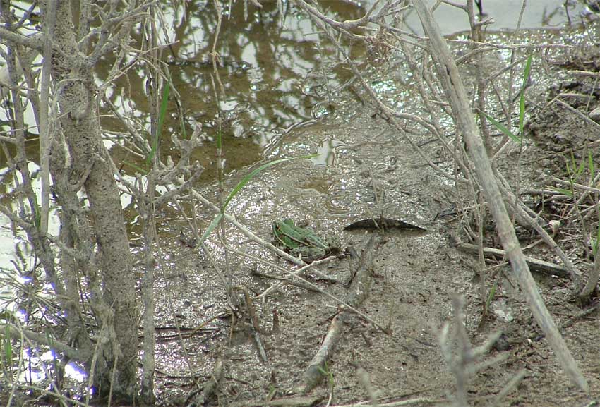 Rana esculenta