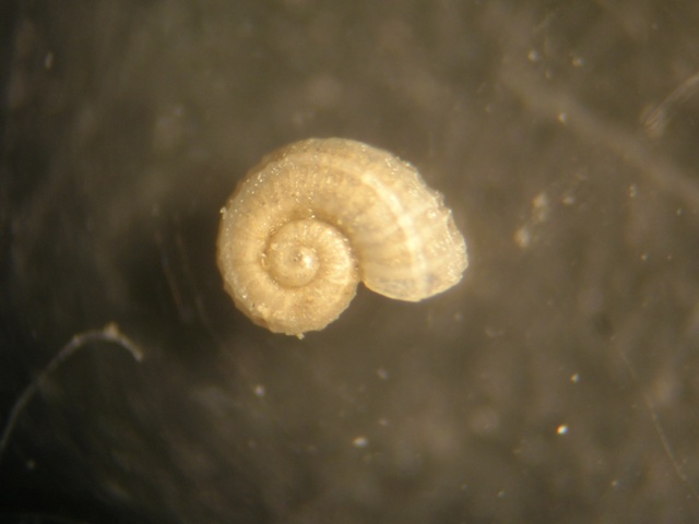 Skenoides exilissima