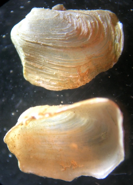 Hiatella arctica