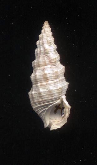 Cerithium