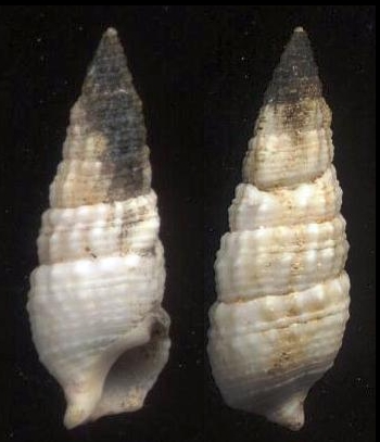 Cerithium