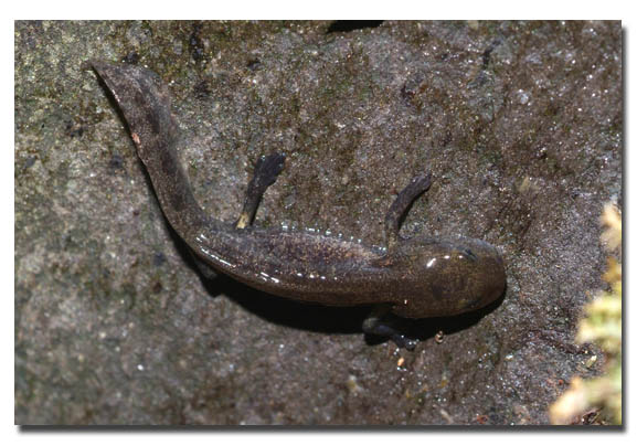 Salamandra pezzata - Salamandra salamandra gigliolii