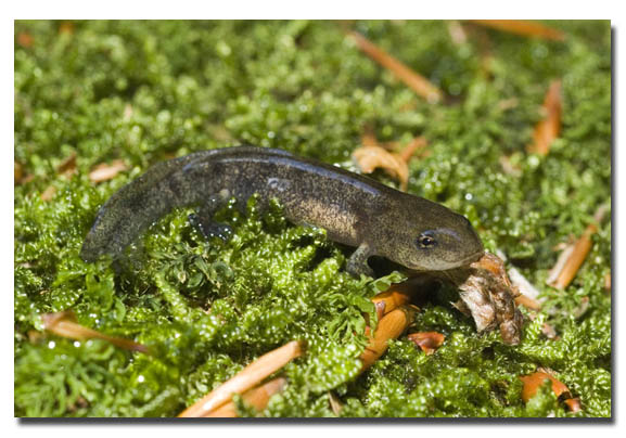 Salamandra pezzata - Salamandra salamandra gigliolii
