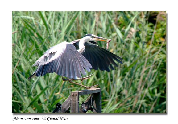 Airone cenerino - Ardea cinerea