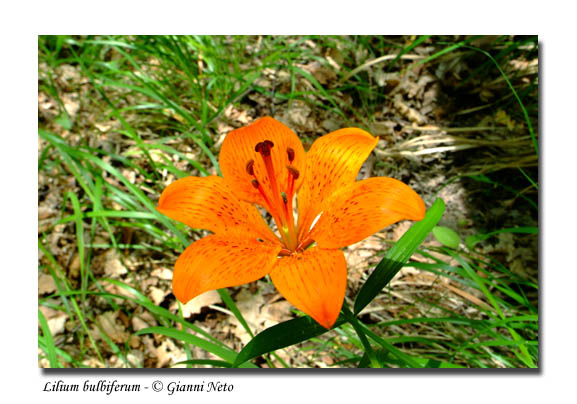 Lilium bulbiferum  subsp. bulbiferum / Giglio rosso