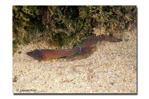 Lepadogaster candolii  e Lepadogaster lepadogaster