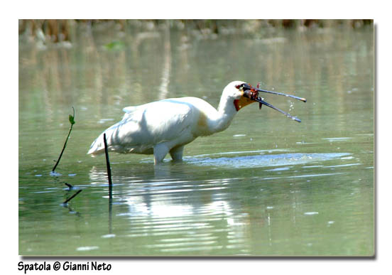 Spatola - Platalea leucorodia