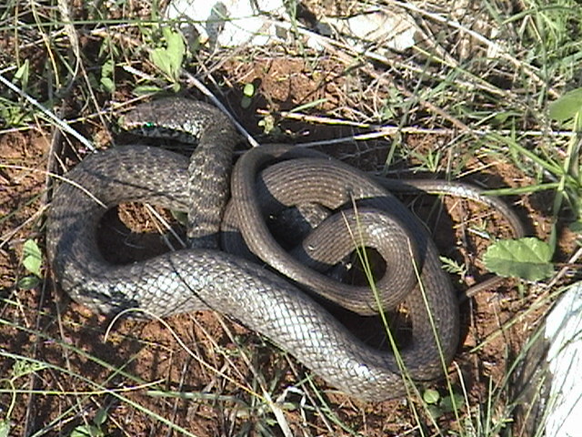 Hierophis viridiflavus